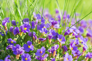 Image showing Multitude Aubrieta small blue flowers in grass on alpine glade