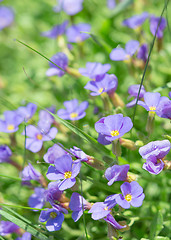 Image showing Summer blue flowers in fresh grass on sunny field