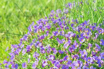 Image showing Tiny blue decorative flowers Aubrieta in sunshine ornamental gar