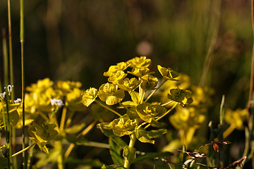 Image showing Green plant