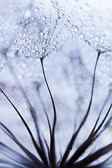 Image showing Plant seeds with water drops