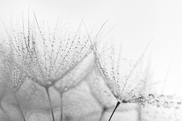 Image showing Plant seeds with water drops