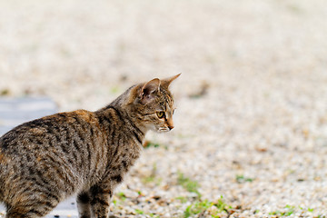 Image showing Brown cat