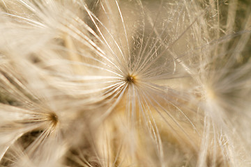 Image showing Dandelion seeds