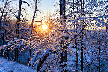 Image showing winter landscape in the forest with the morning sun