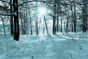 Image showing Winter landscape in the forest with the morning sun, toning