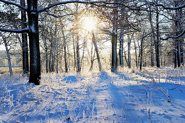 Image showing winter landscape in the forest with the morning sun