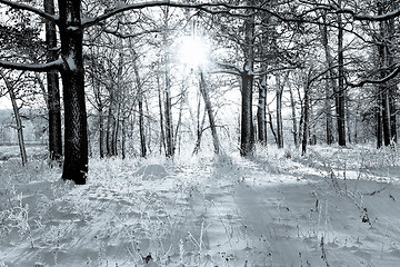 Image showing Winter landscape in the forest with the morning sun, black and w