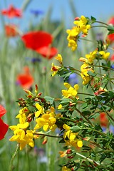 Image showing Flowers