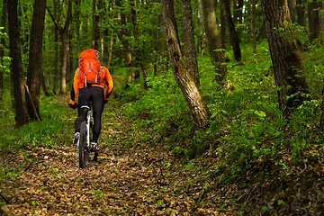 Image showing Cyclist Riding the Bike on a Trail in Summer Forest
