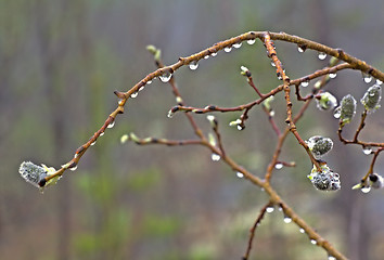 Image showing Fringe of  rain drops and mist on  green branches of  tree