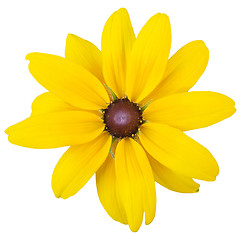 Image showing yellow flower isolated