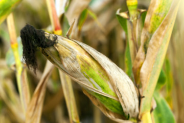 Image showing mature corn crop