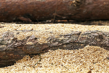 Image showing timber. old logs