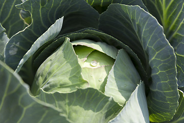 Image showing green cabbage with drops