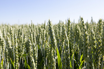 Image showing unripe ears of wheat