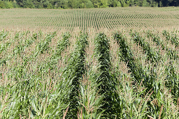 Image showing Corn field, summer