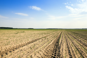 Image showing field with green onions