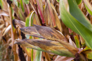 Image showing mature corn crop