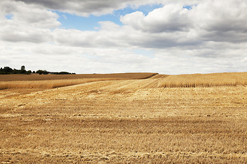 Image showing gathering the wheat harvest