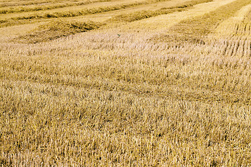 Image showing harvesting cereals , Agriculture