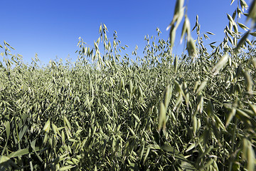 Image showing immature grass sky