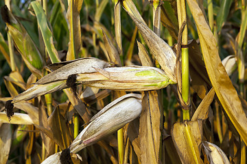 Image showing field with mature corn