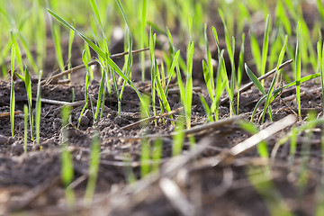 Image showing young grass plants, close-up