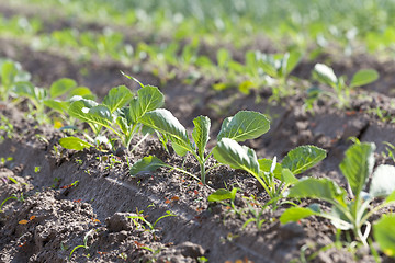 Image showing Field with cabbage