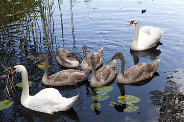 Image showing Swans family pond