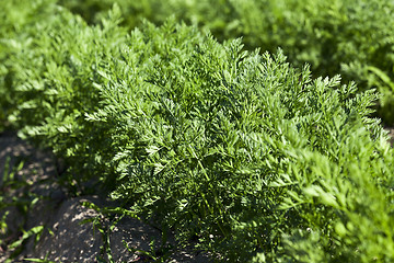 Image showing Field with carrot