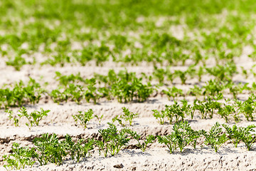 Image showing Field with carrot