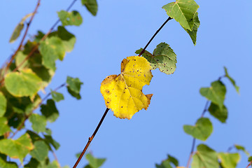 Image showing yellowing foliage linden