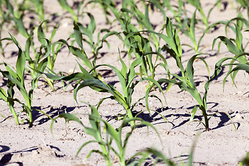 Image showing corn field. close-up