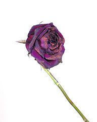 Image showing Last Rose of Summer