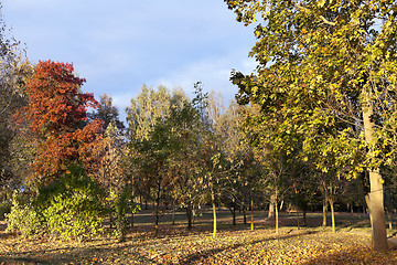 Image showing yellowing leaves on the trees