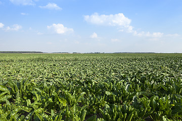 Image showing Field with sugar beet