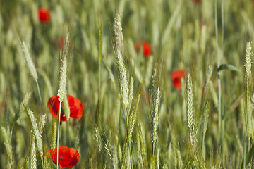 Image showing Poppy in the field