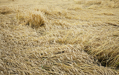 Image showing farm field cereals