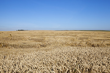 Image showing ripe yellow cereals