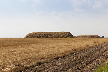 Image showing farm field cereals