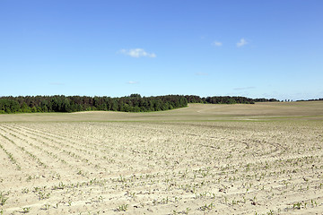 Image showing Corn field, summer