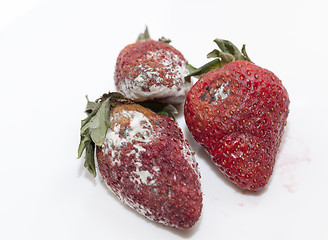 Image showing Strawberry with mold