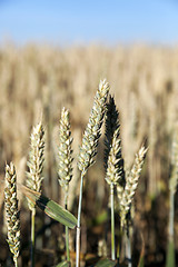 Image showing farm field cereals