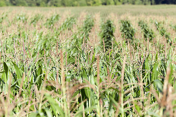 Image showing corn field, agriculture