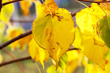 Image showing yellowing leaves on the trees