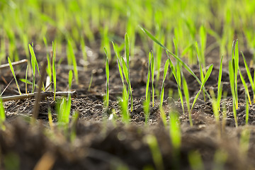 Image showing young grass plants, close-up