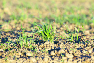 Image showing young grass plants, close-up