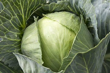 Image showing green cabbage with drops