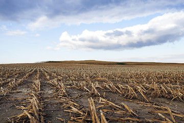 Image showing mature corn crop